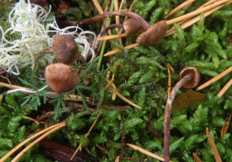 Cortinarius diasemospermus var.diasemospermus Lamoure (1978)